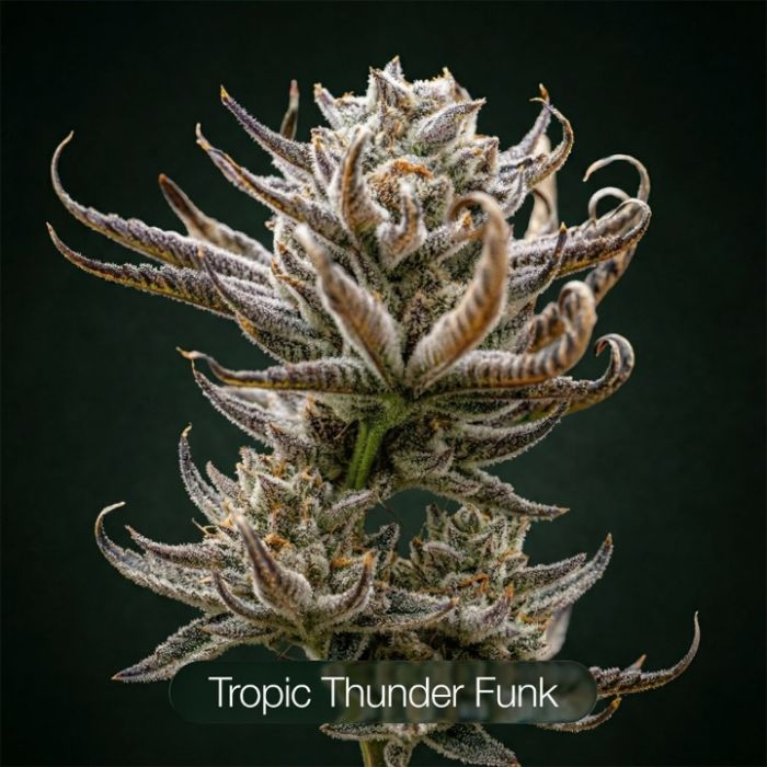 GG4 + Plasma Fruit + Tropic Thunder Funk Clone Bundle