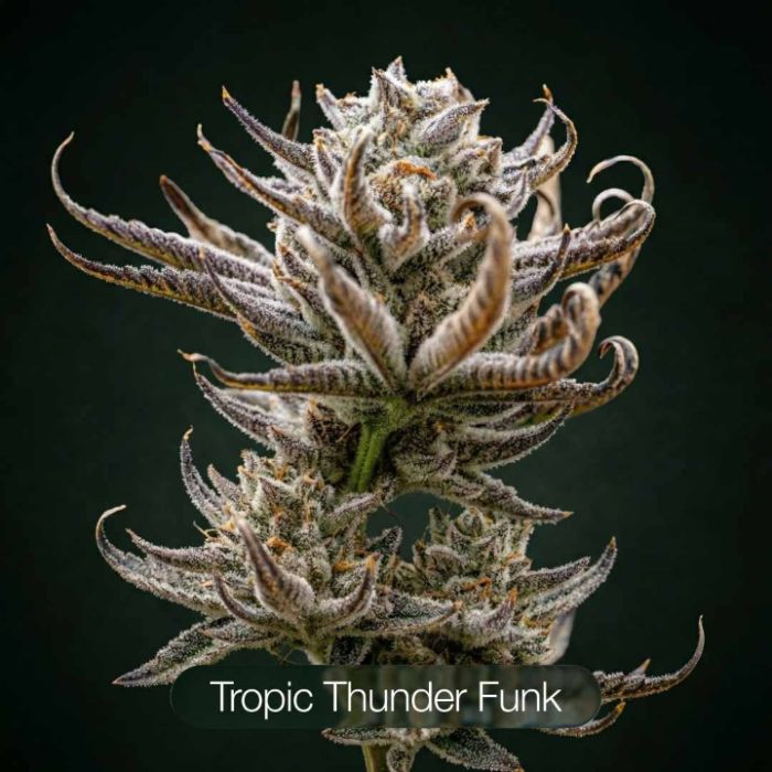 GG4 + Tropic Thunder Funk + Killer Cupcake Clone Bundle