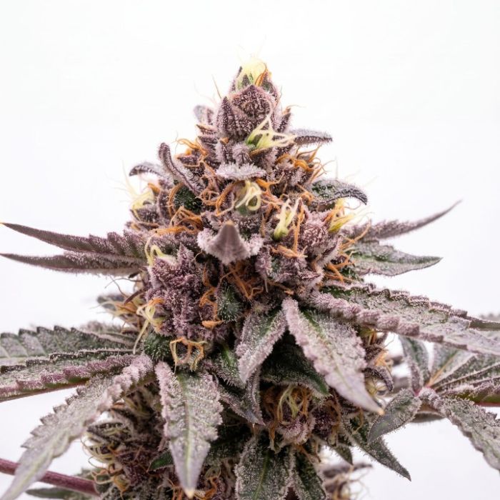 Tropicanna Cookies Auto Seeds