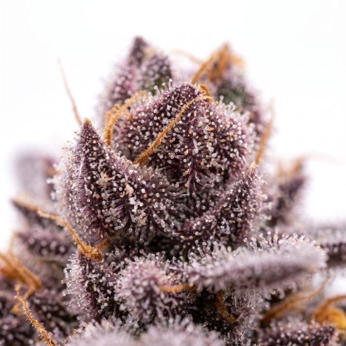 Tropicanna Cookies Auto Seeds