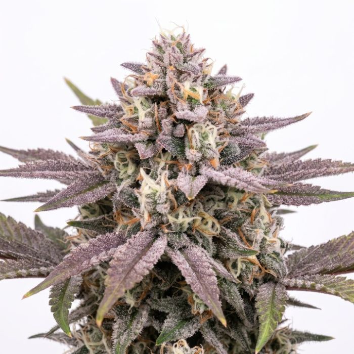 Wedding Cheesecake Auto Seeds