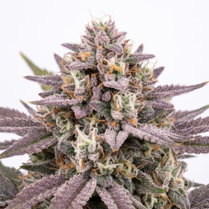 Wedding Cheesecake Auto Seeds