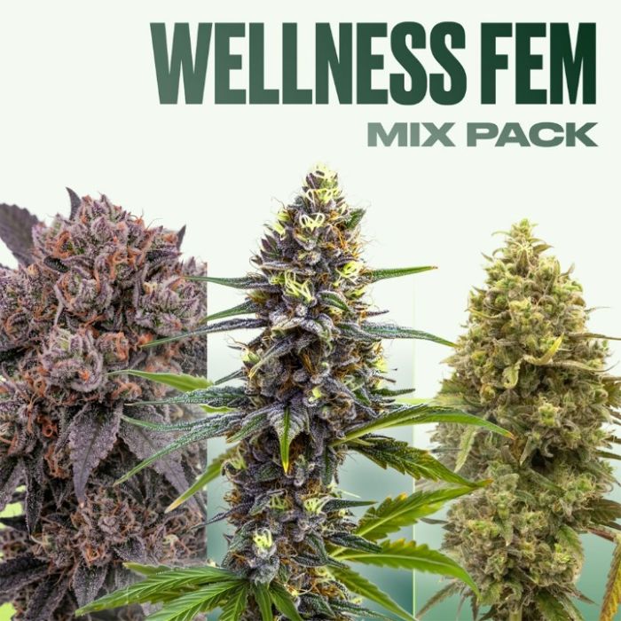 Wellness Feminized Mix Pack