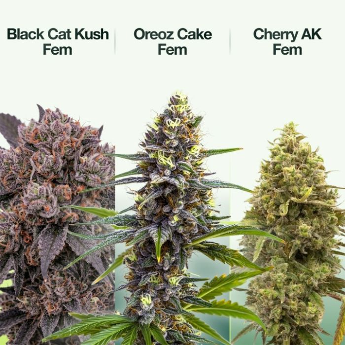 Wellness Feminized Mix Pack