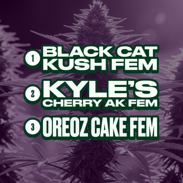 Wellness Feminized Mix Pack