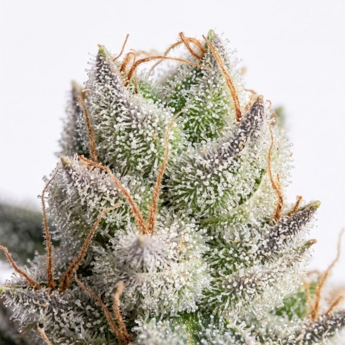 White Runtz Auto Seeds