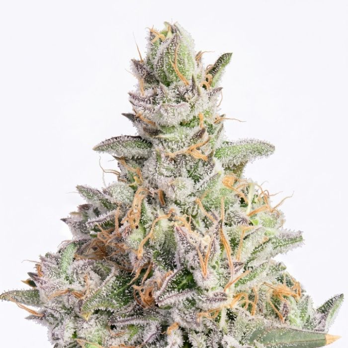 White Runtz Auto Seeds