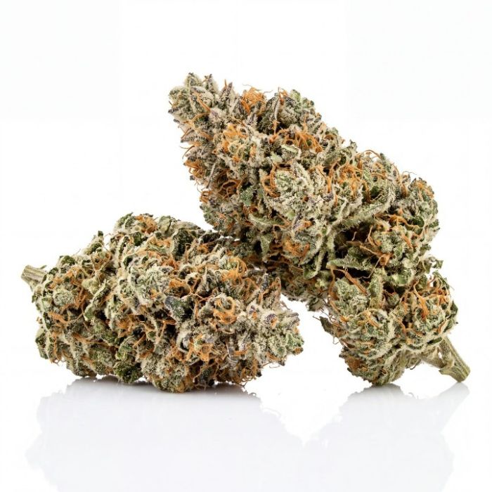 White Russian Auto Seeds