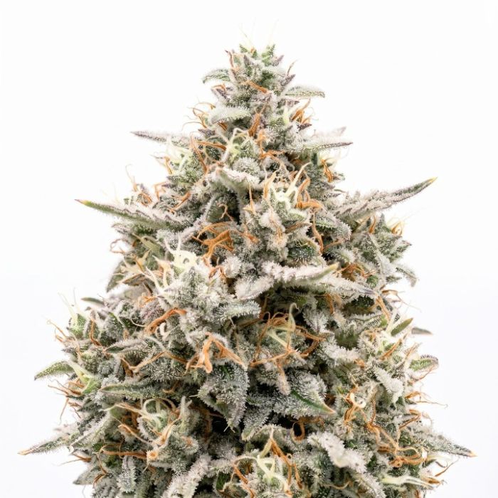 White Russian Auto Seeds