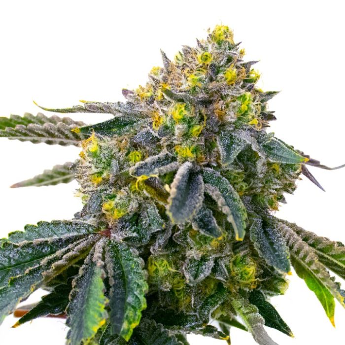 White Truffle Ice Cream Feminized Cannabis Seeds