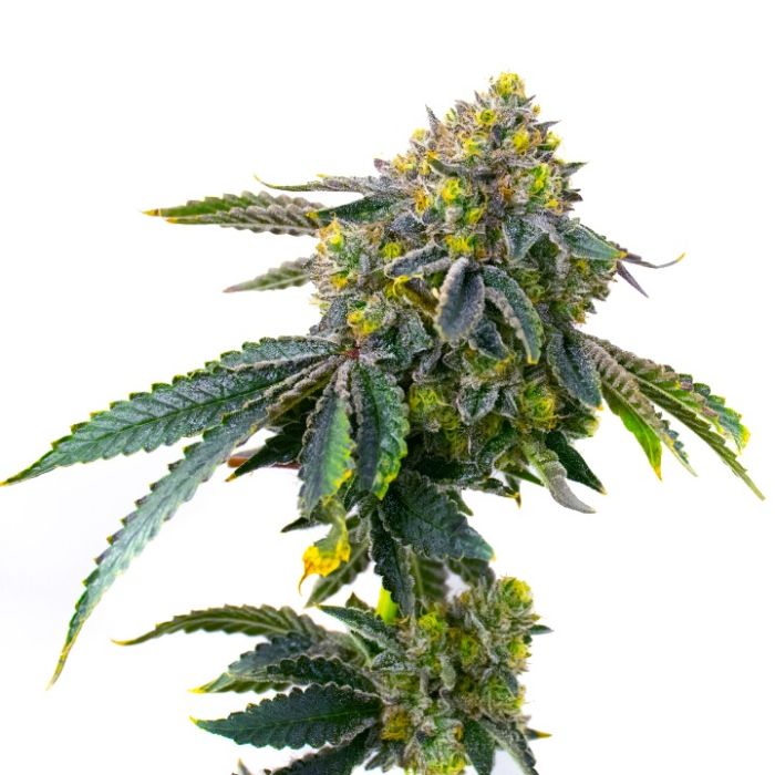 White Truffle Ice Cream Feminized Cannabis Seeds