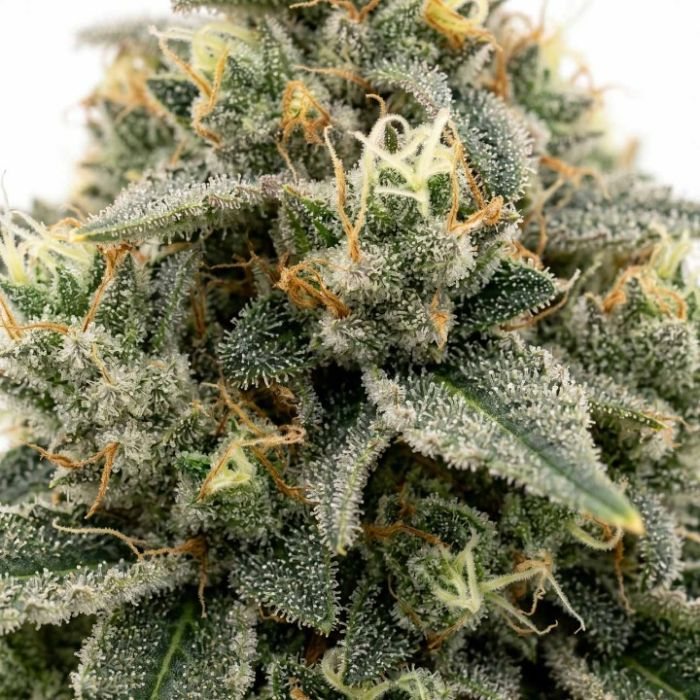White Widow Autoflower