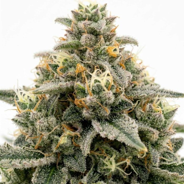 White Widow Autoflower