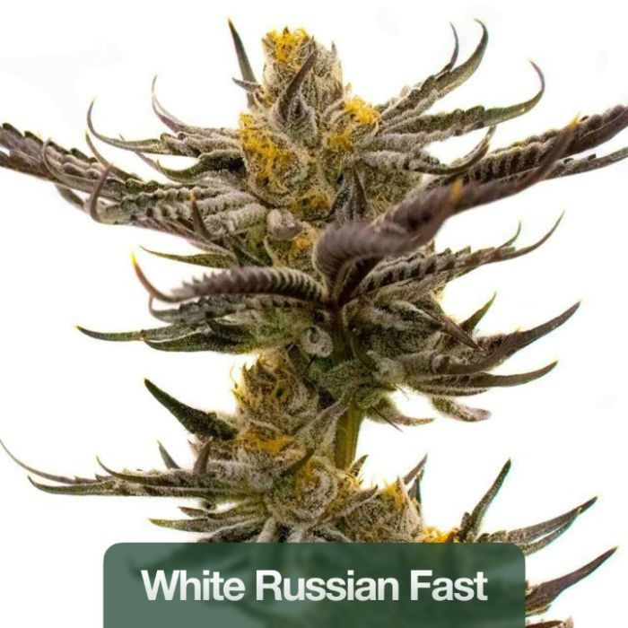 Fast Version Mix Pack