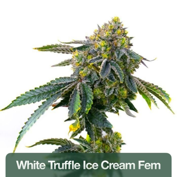 Indoor Feminized Mix Pack