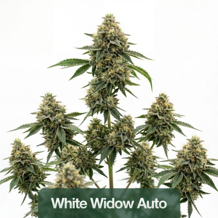 Indoor Autoflower Mix Pack
