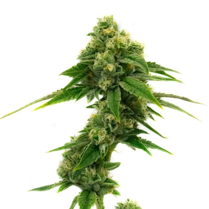 Beginner’s Autoflower Mix Pack