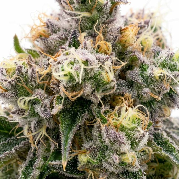 Zkittlez Autoflower