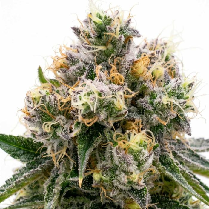 Zkittlez Autoflower