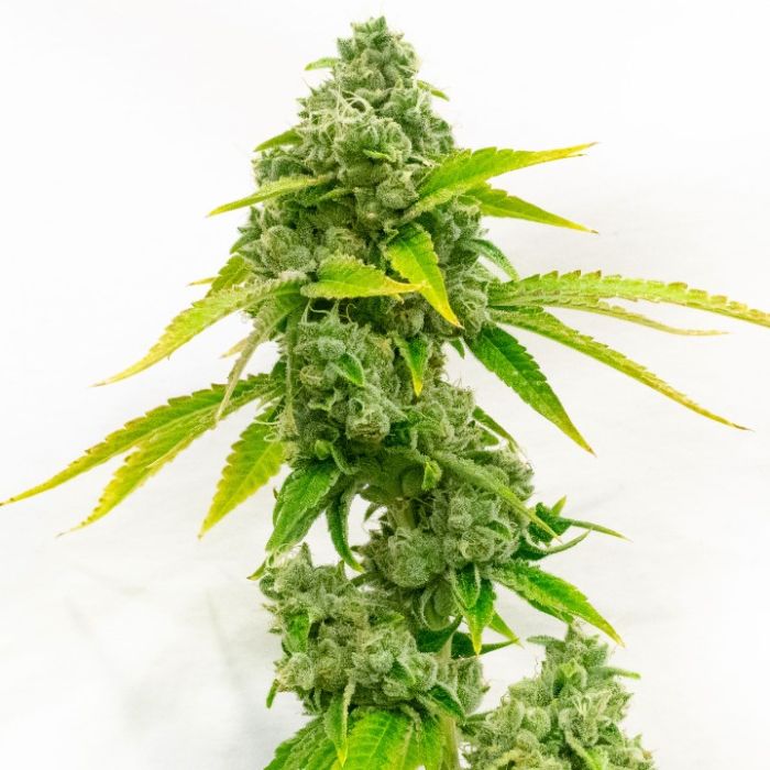 Hybrid Autoflower Mix Pack