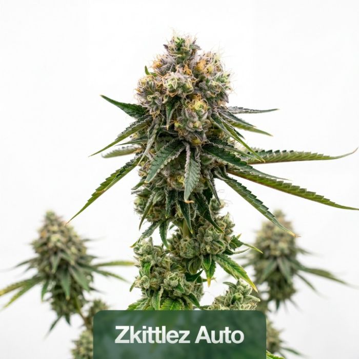 Hybrid Autoflower Mix Pack