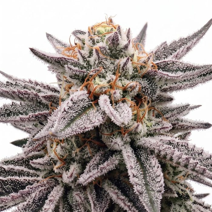 Zoap Seeds
