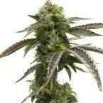 Big Devil Autoflower Cannabis Seeds