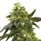 Black Jack Autoflower Cannabis Seeds