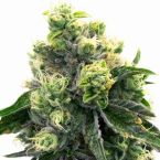 Purple Urkle Feminized Cannabis Seeds