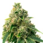 Mazar Feminized Cannabis Seeds