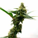 Death Star Feminized Cannabis Seeds