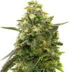 Niconesia Feminized Cannabis Seeds