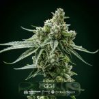 GG4 + Plasma Fruit + Killer Cupcake Clone Bundle