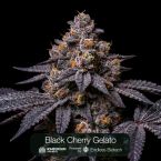 GG4 + Tropic Thunder Funk + Black Cherry Gelato Clone Bundle