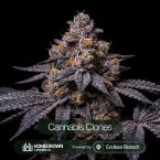 Black Cherry Gelato Cannabis Clones