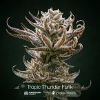 GG4 + Tropic Thunder Funk + Black Cherry Gelato Clone Bundle