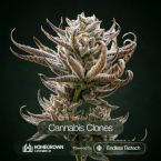 Tropic Thunder Funk Cannabis Clones