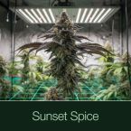 Black Baccara + Killer Cupcake + Sunset Spice Cannabis Clone Bundle