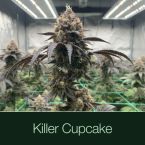 Black Baccara + Killer Cupcake + Sunset Spice Cannabis Clone Bundle