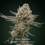 Black Baccara + Killer Cupcake + Sunset Spice Cannabis Clone Bundle