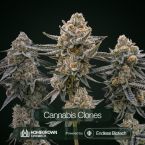 Black Baccara + Killer Cupcake + Sunset Spice Cannabis Clone Bundle