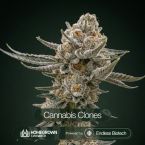 Black Baccara Cannabis Clones