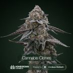 Killer Cupcake Cannabis Clones