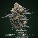 Sunset Spice Cannabis Clones