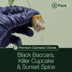 Black Baccara + Killer Cupcake + Sunset Spice Cannabis Clone Bundle