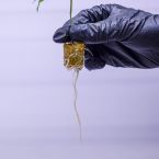 Plasma Fruit + Killer Cupcake Clone Bundle