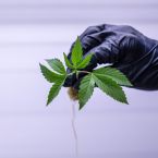 Pablo's Pineapple + Gastronaut + Aloha Sugar Clone Bundle