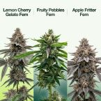 2026 Bestselling Hybrid Fem Collection