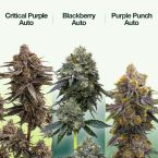 2026 Bestselling Indica Auto Collection