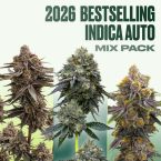 2026 Bestselling Indica Auto Collection